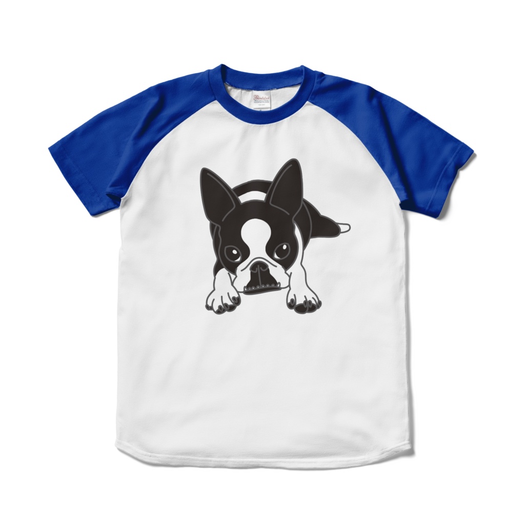 ボストンテリアのコチのラグランTシャツ-ホワイト×ロイヤルブルー