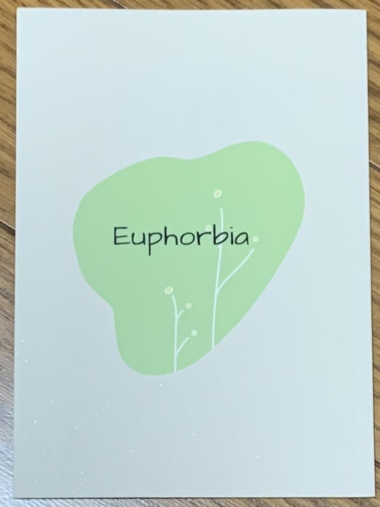 Euphorbia