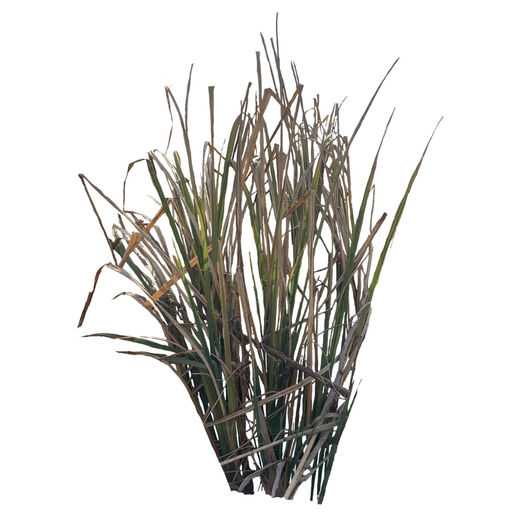 雑草grass切り抜き素材二色三種類(アルファ含む)png形式