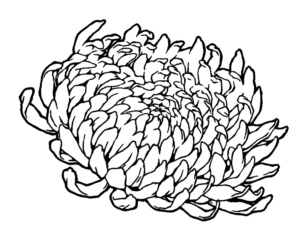 漫画用フリー素材 菊の花