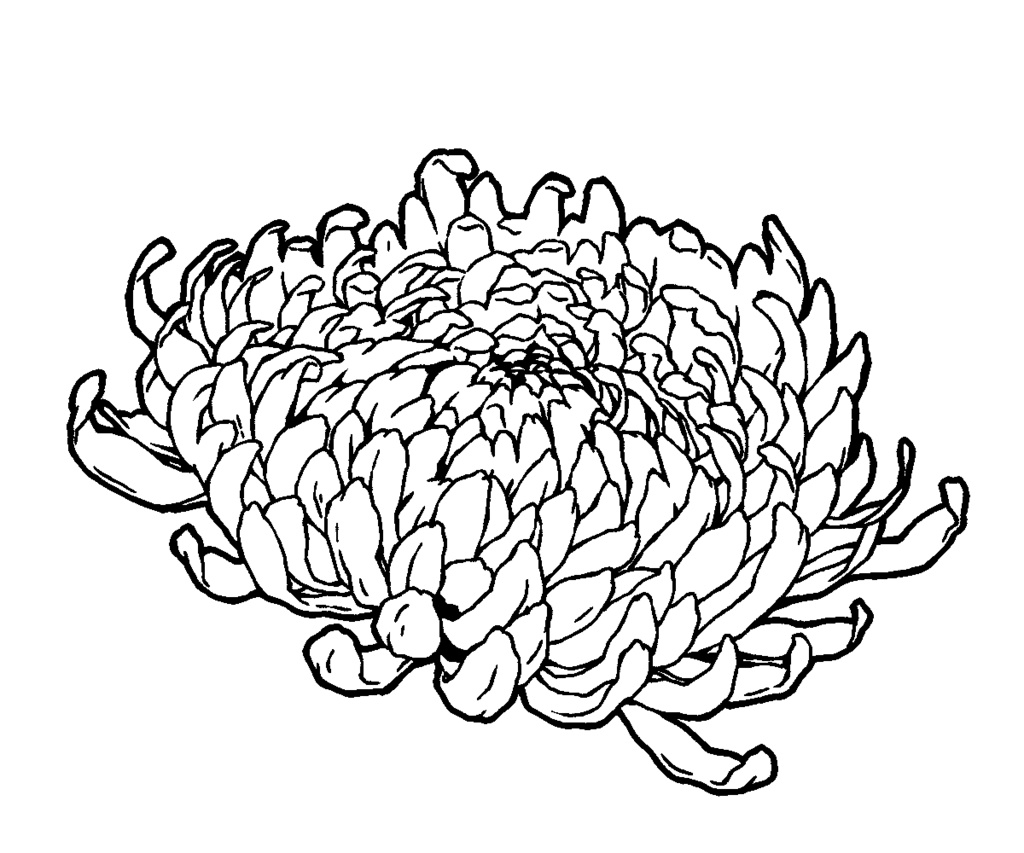 漫画用フリー素材 菊の花