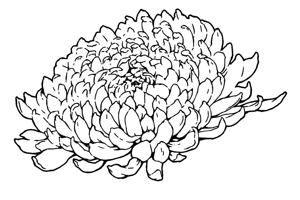 漫画用フリー素材 菊の花