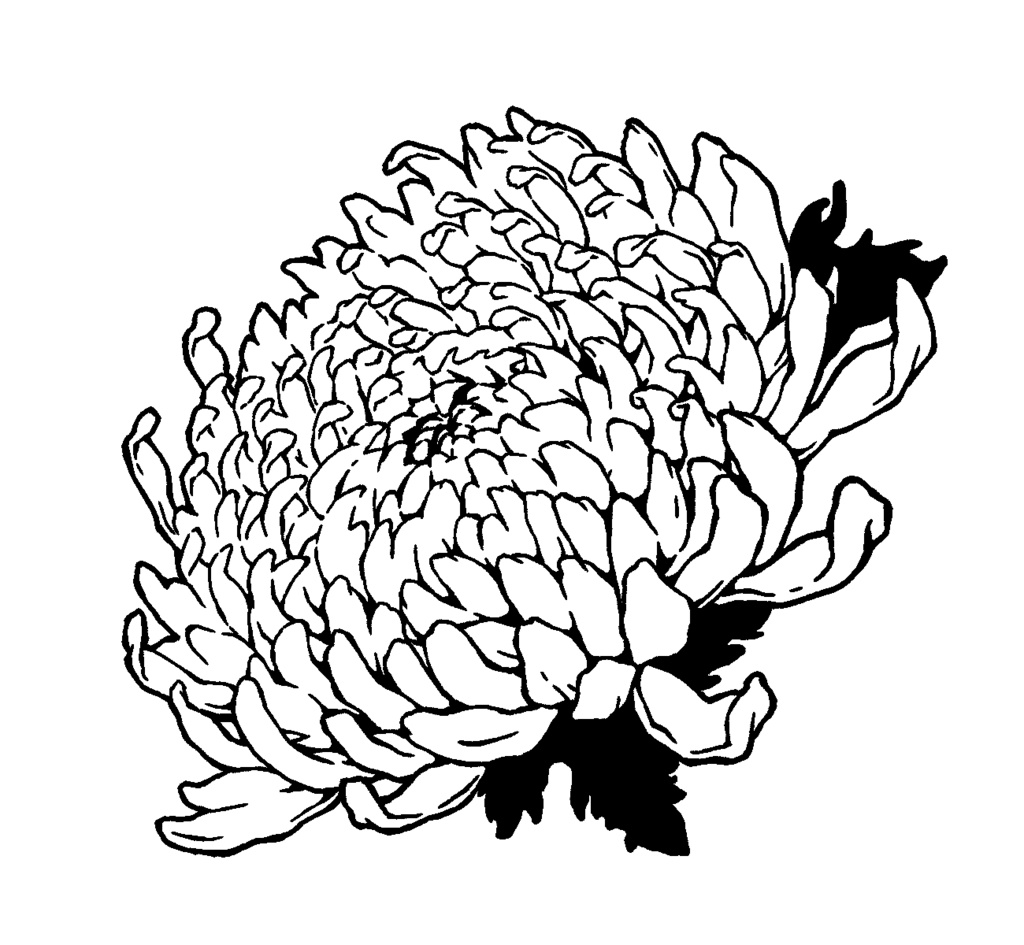 漫画用フリー素材 菊の花