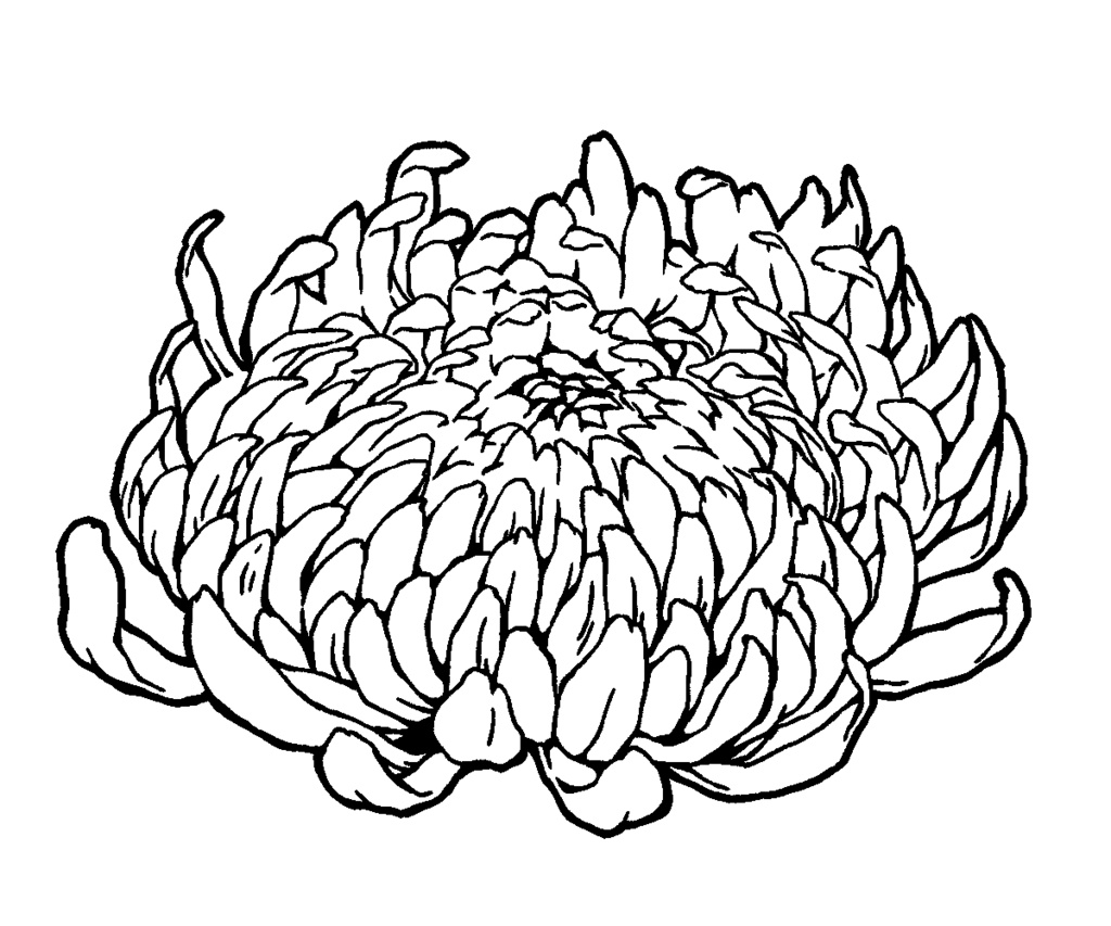 漫画用フリー素材 菊の花