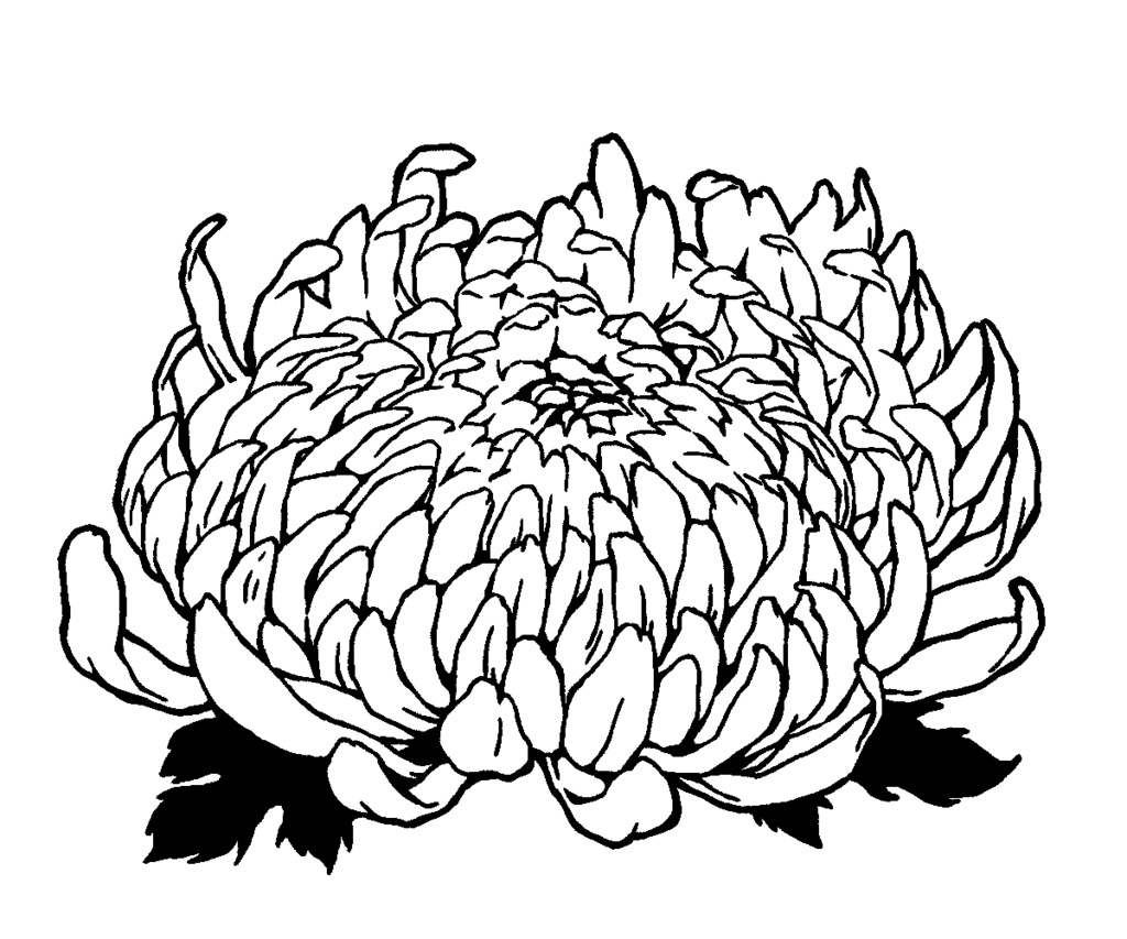 漫画用フリー素材 菊の花