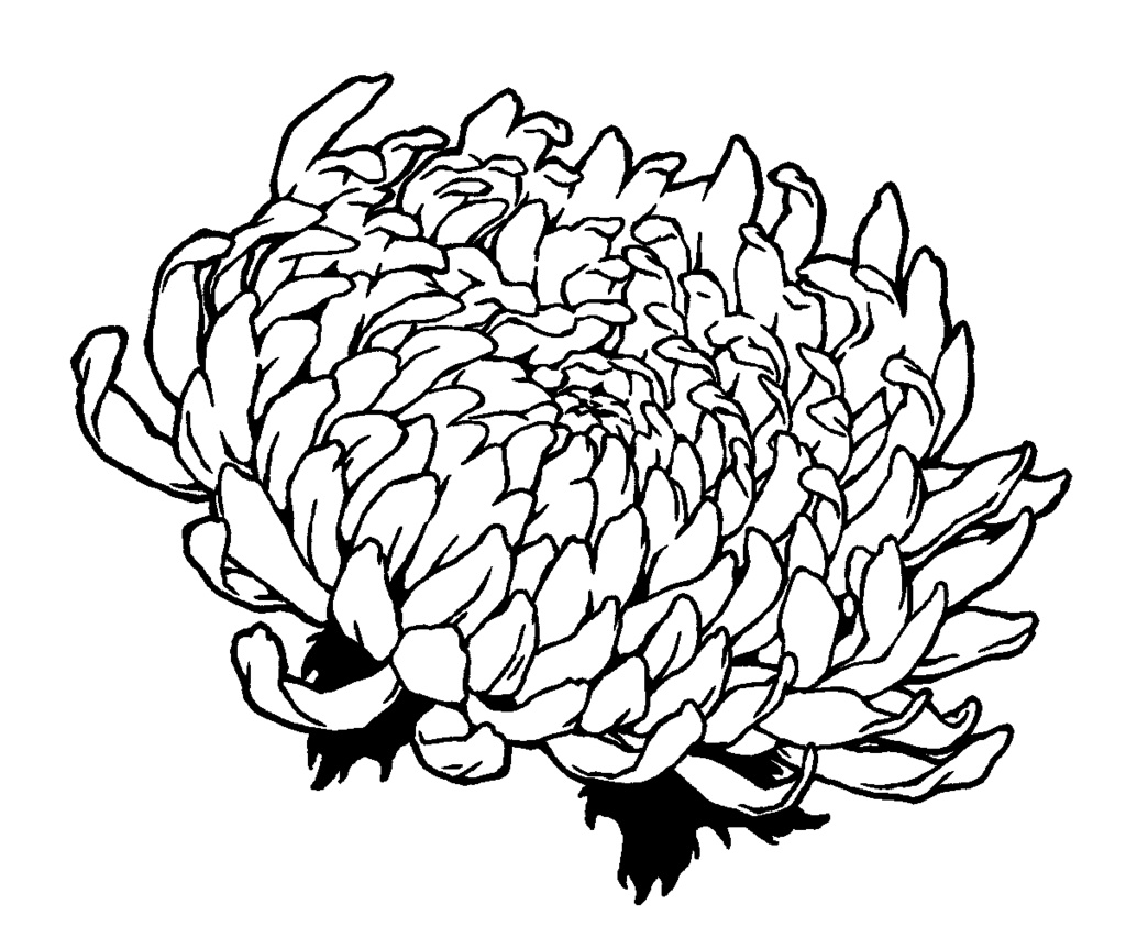 漫画用フリー素材 菊の花