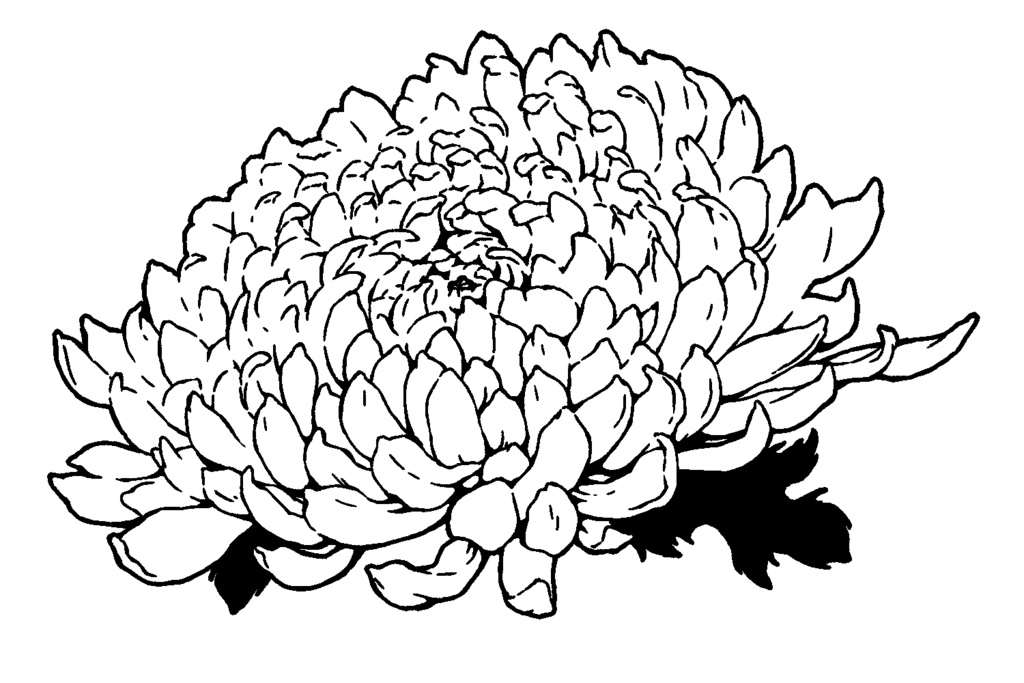 漫画用フリー素材 菊の花