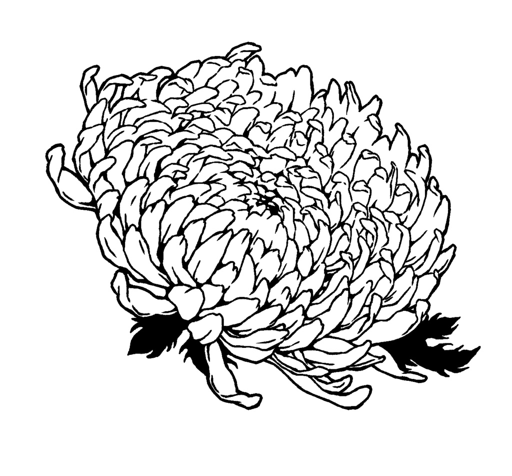 漫画用フリー素材 菊の花