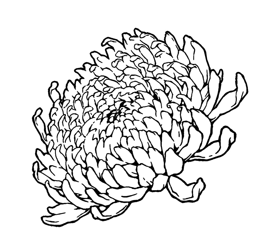 漫画用フリー素材 菊の花