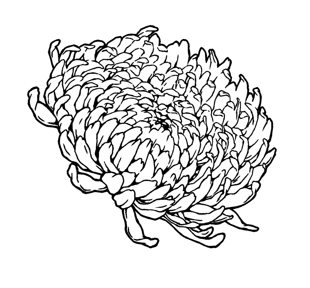 漫画用フリー素材 菊の花