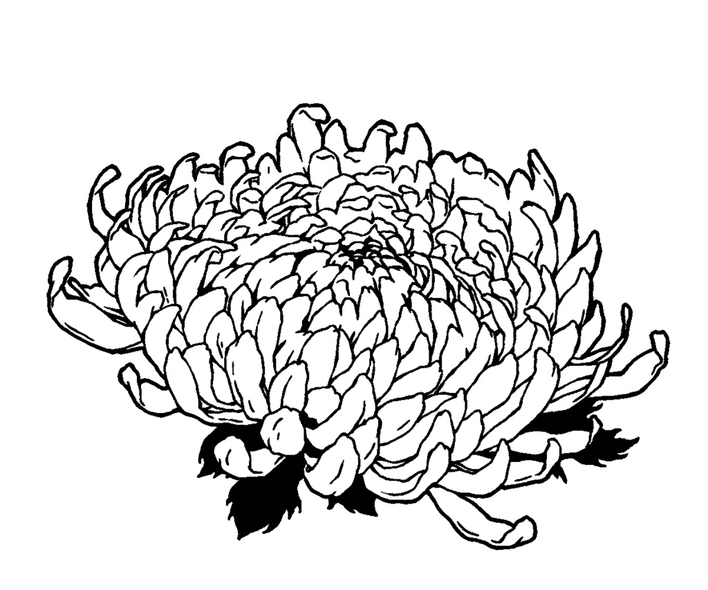 漫画用フリー素材 菊の花