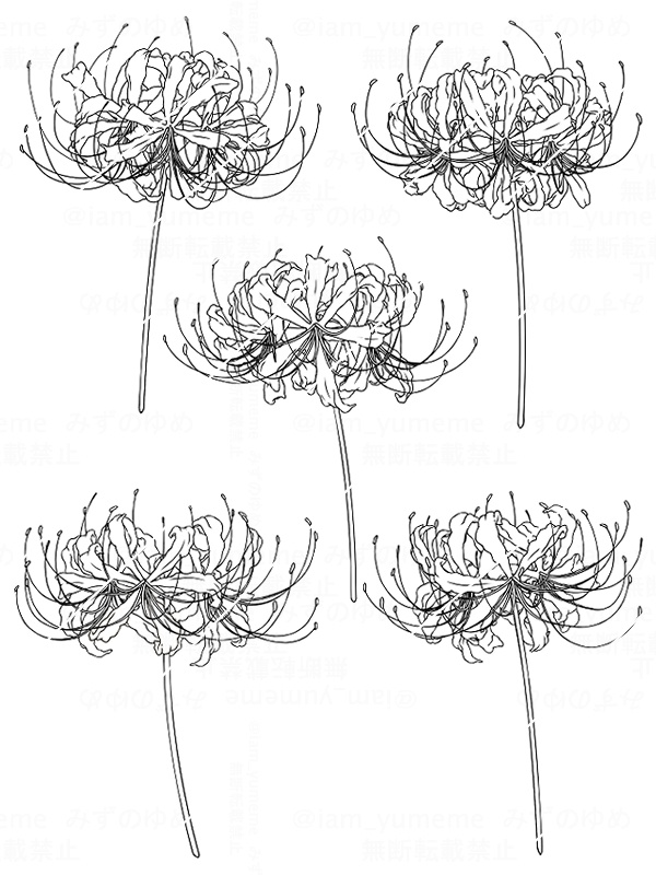 彼岸花 5種類 線画とカラー 600dpi みずの ゆめ Booth