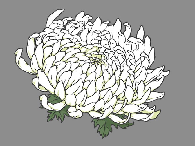 菊の花(線画と着色済み)