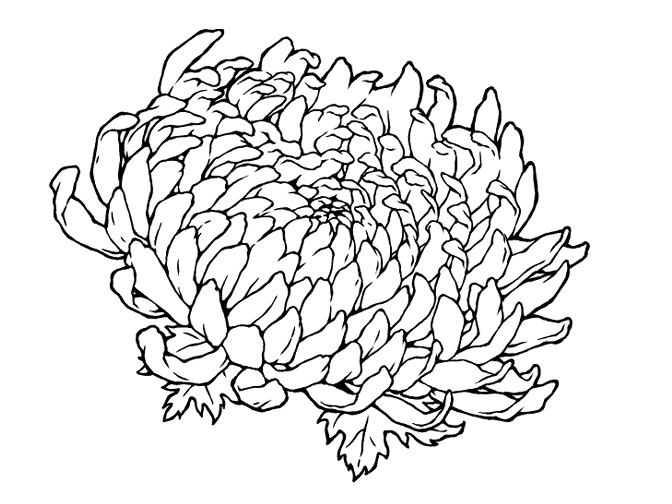 菊の花(線画と着色済み)