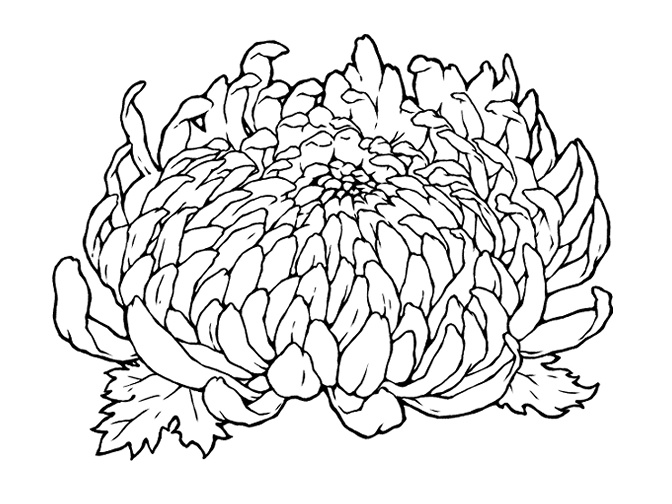 菊の花(線画と着色済み)