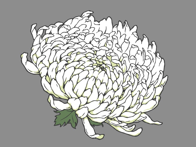 菊の花(線画と着色済み)