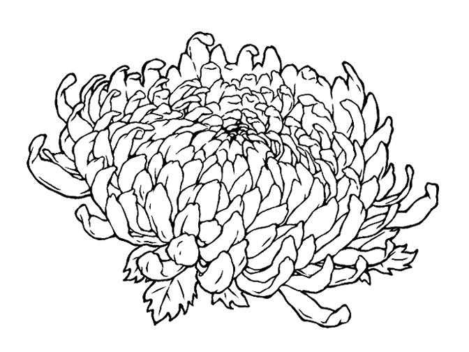 菊の花(線画と着色済み)