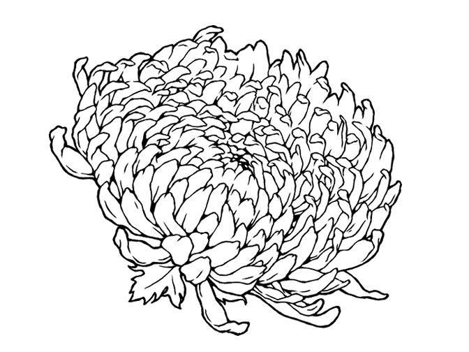 菊の花(線画と着色済み)