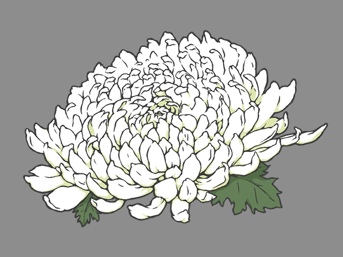 菊の花(線画と着色済み)