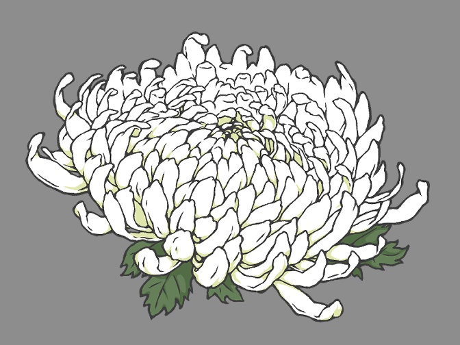 菊の花(線画と着色済み)