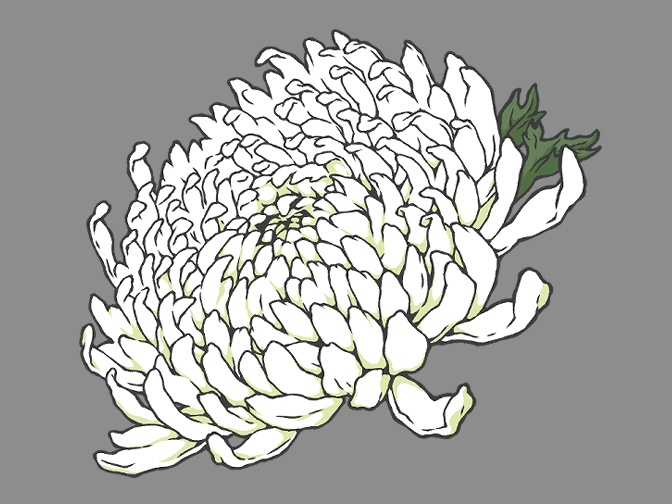 菊の花(線画と着色済み)