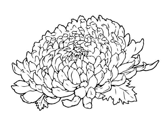 菊の花(線画と着色済み)