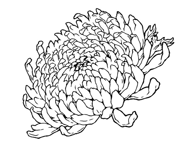 菊の花(線画と着色済み)