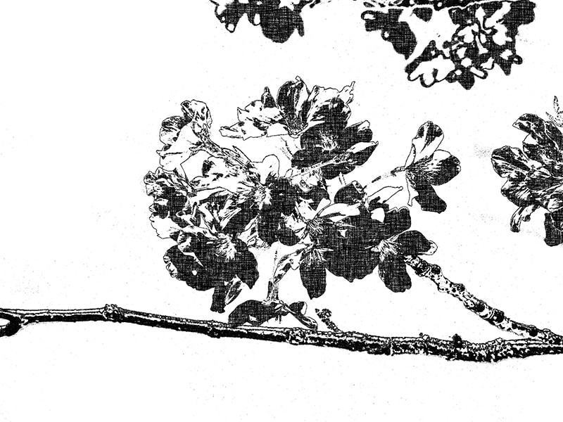 桜