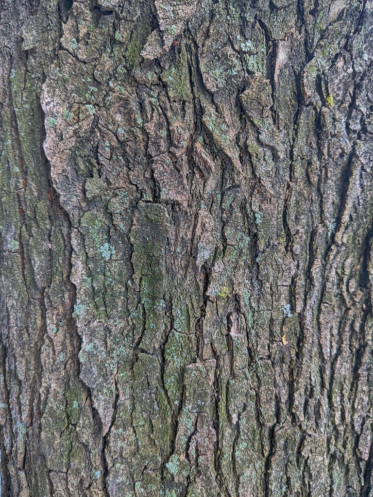 テクスチャ素材