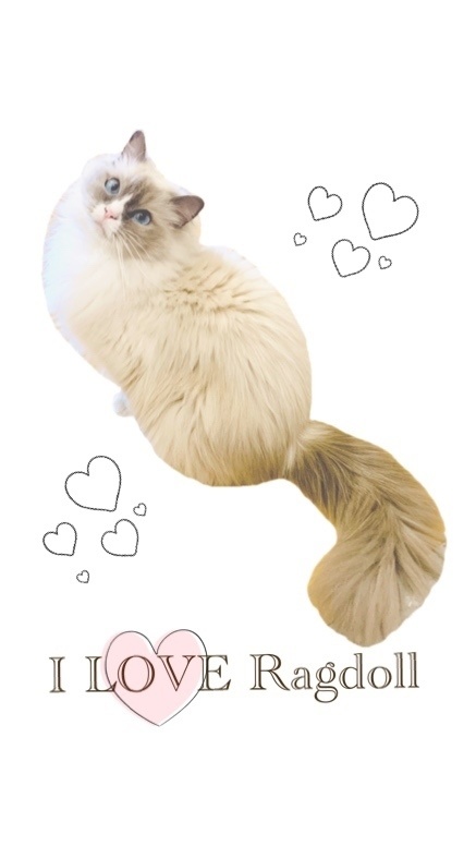 iPhoneケース ラグドール