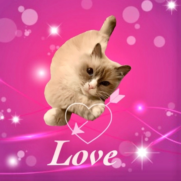 iPhoneケース ラグドール