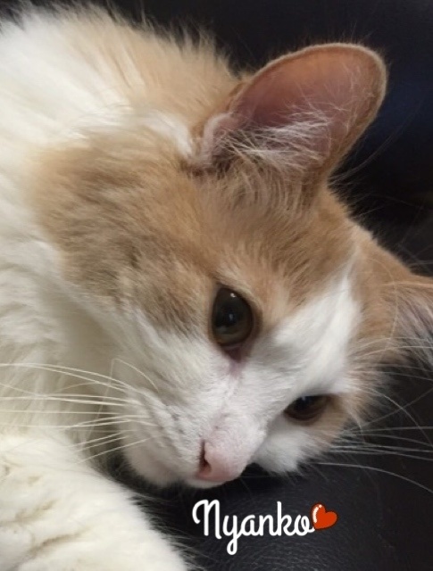 iPhoneケース ノルウェージャン フォレストキャット