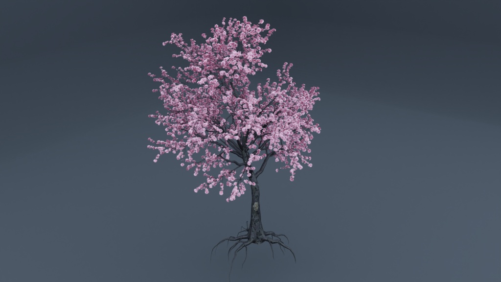 JAPANESE SAKURA TREE - 満開の桜