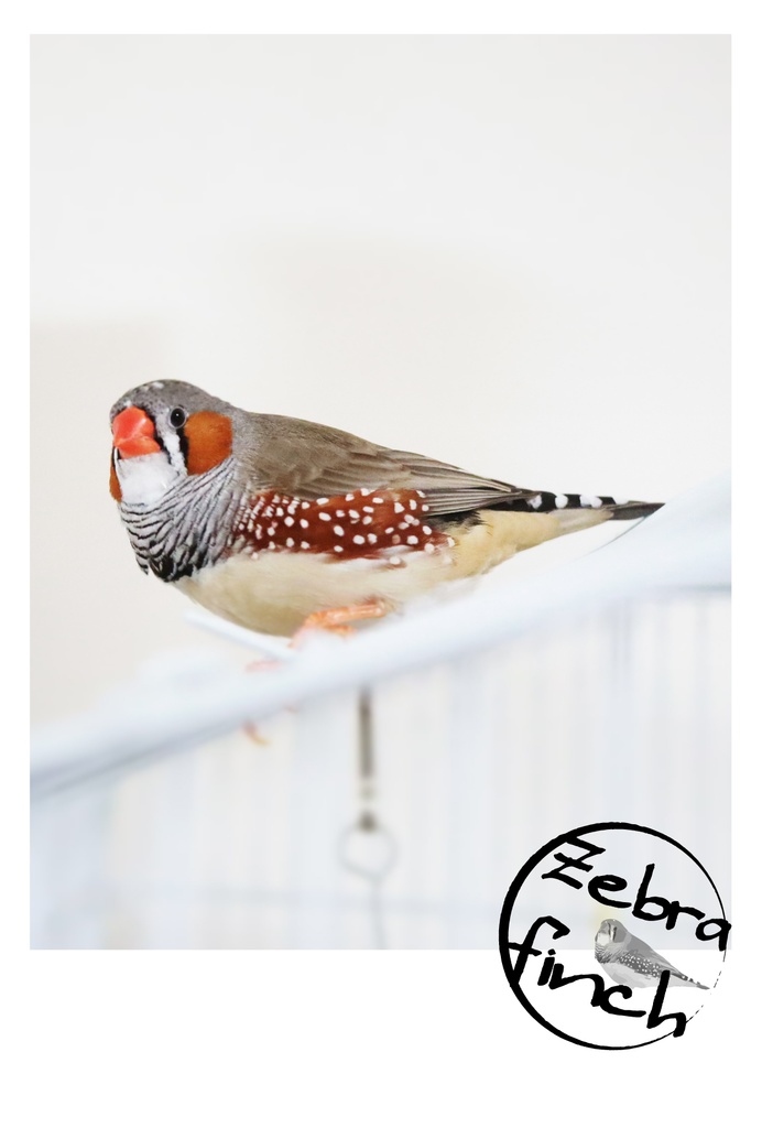 チェキ風キンカチョウキーホルダー