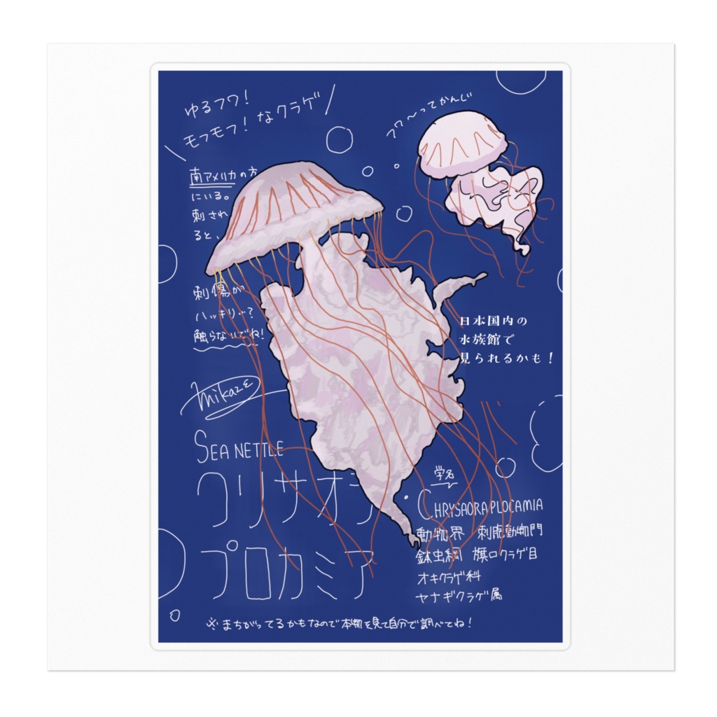 Mikaze-aquarium ステッカー クリサオラ・プロカミア