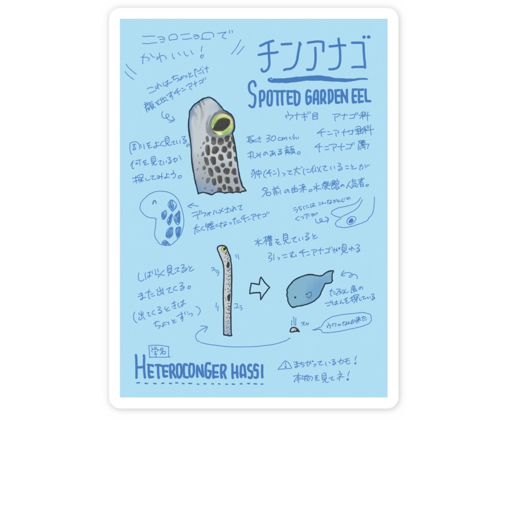 ステッカー-チンアナゴ