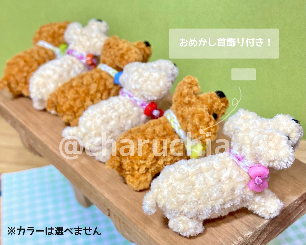 見上げる小さなわんこ🐶