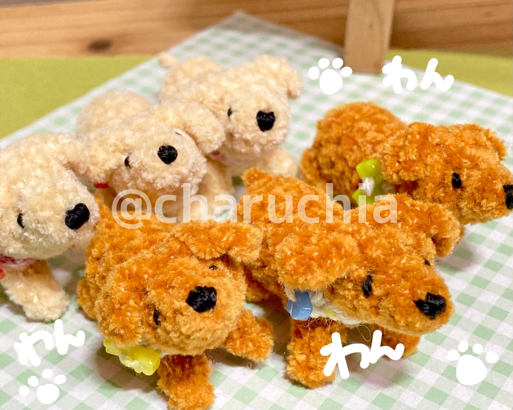 見上げる小さなわんこ🐶