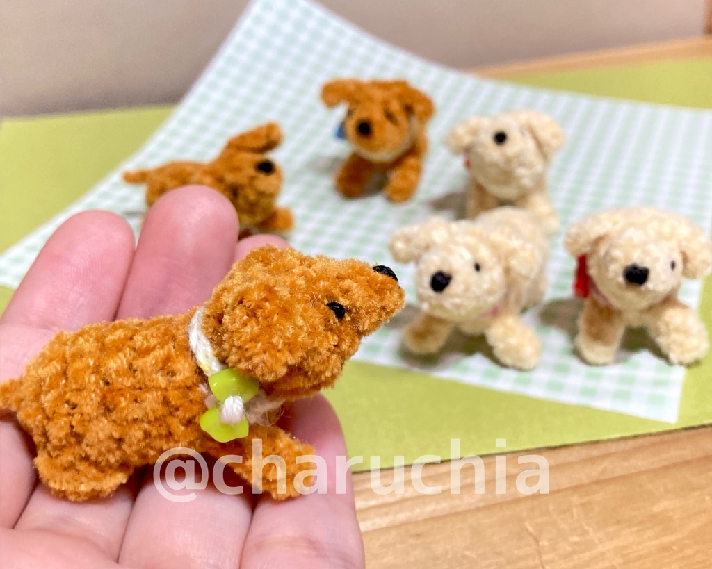 見上げる小さなわんこ🐶