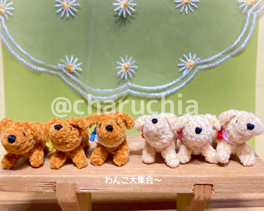 見上げる小さなわんこ🐶