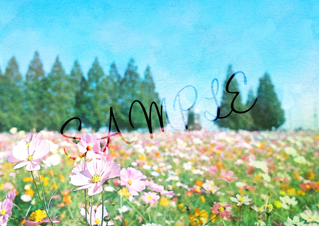 【表紙素材】コスモス