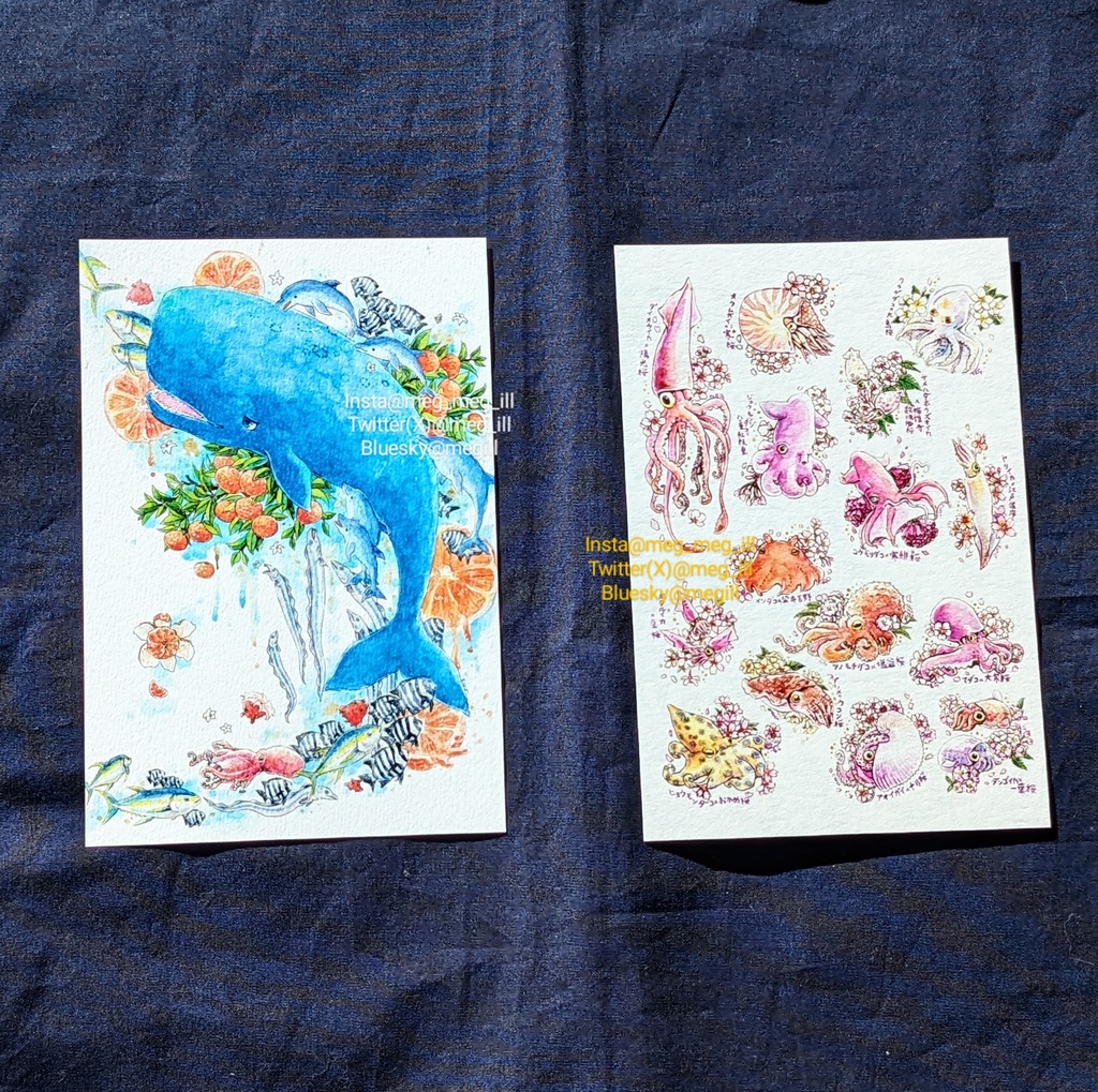 海のいきものポストカード(2023年夏〜秋)