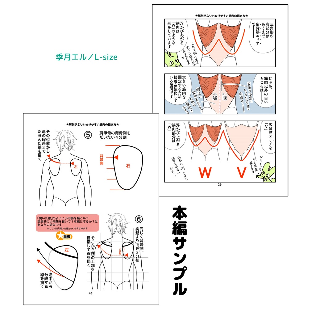 解剖学よりわかりやすい筋肉の描き方 背中編