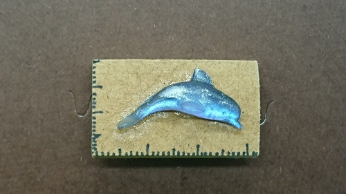 イルカの標本バッジ