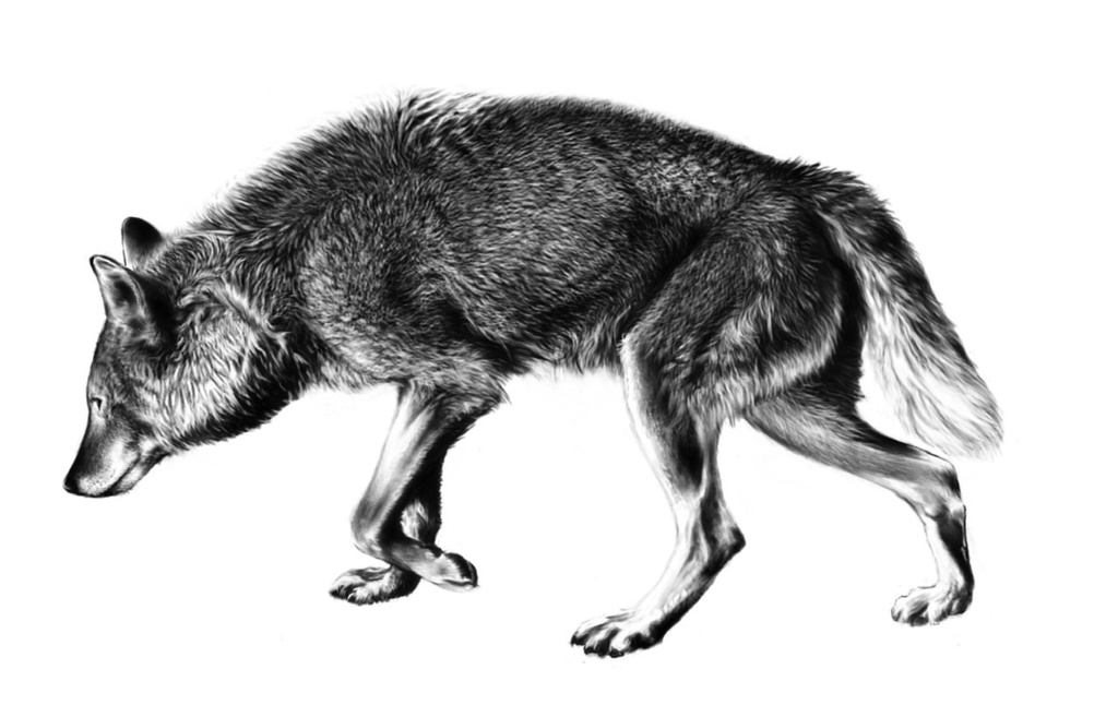 タイリクオオカミ