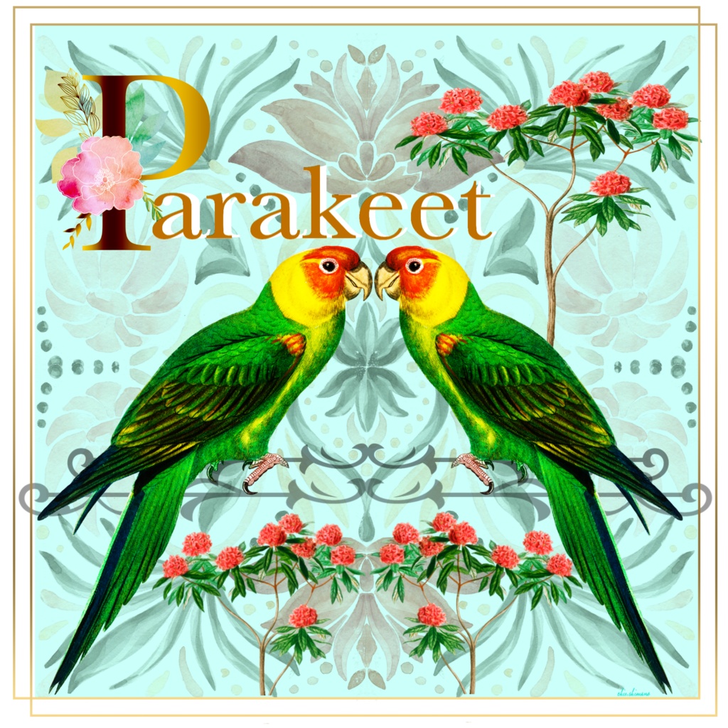 Parakeet