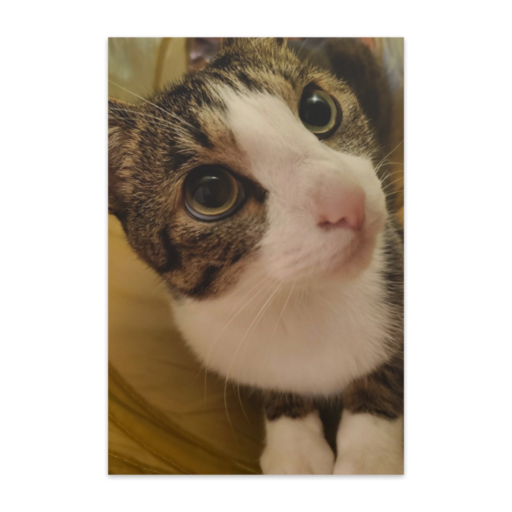 cheri's postcard 10set