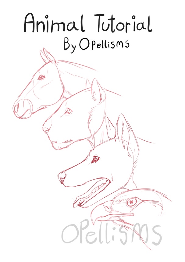 Animal Tutorial