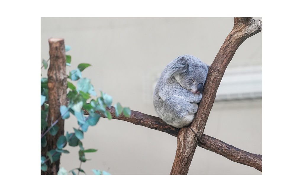 すやすやコアラのロンT