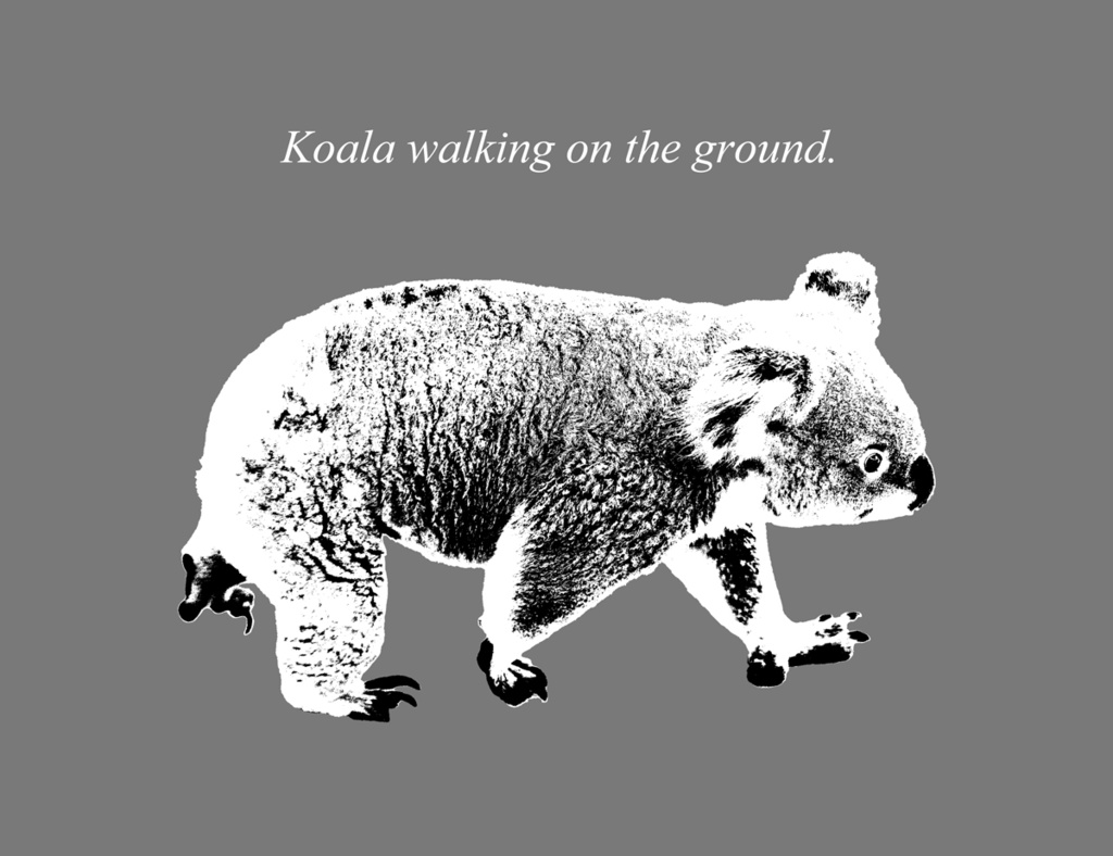 地上を歩くコアラのスウェット